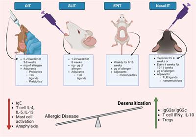 Preclinical evaluation of alternatives to oral immunotherapy for food allergies